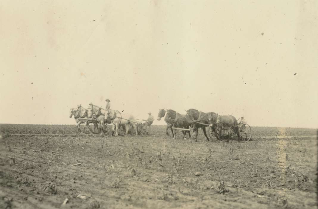 Macey, IA, Iowa, Animals, Mortenson, Jill, horse, plow, field, horses, Farming Equipment, Farms, history of Iowa, Iowa History, Labor and Occupations