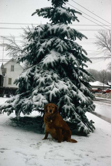 Animals, Cities and Towns, Shell Rock, IA, Iowa, Iowa History, Harken, Nichole, dog, snow, evergreen, history of Iowa, Winter