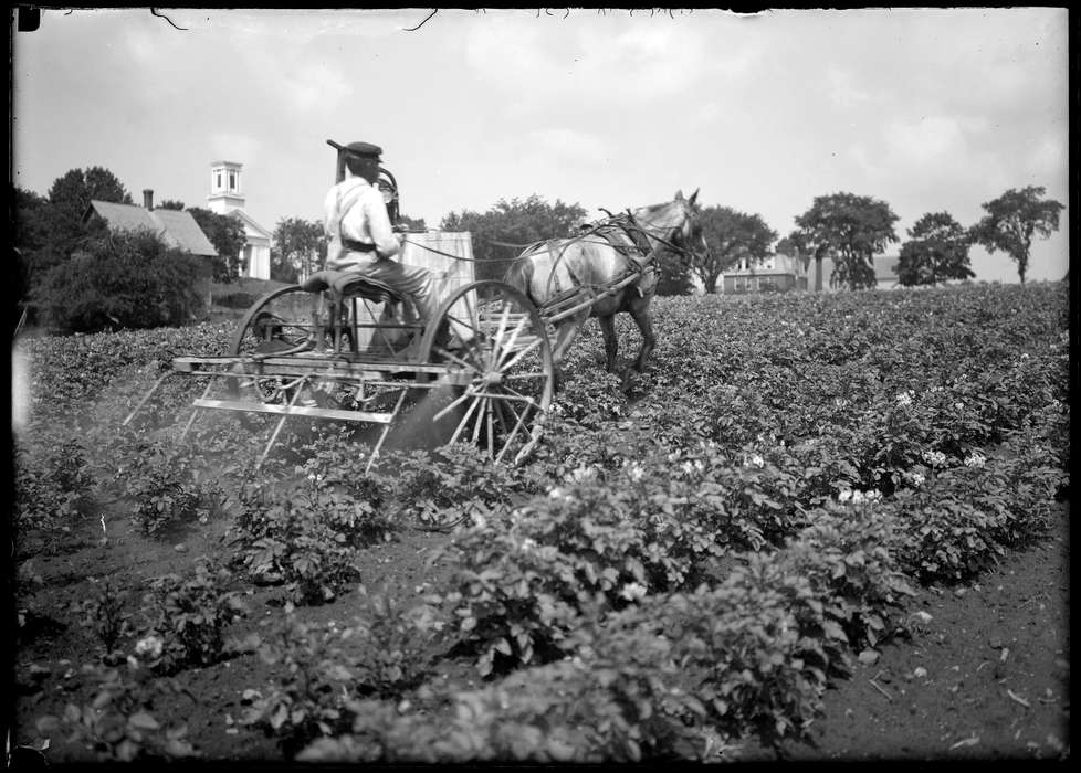 history of Iowa, Iowa History, farm, wagon, man, Storrs, CT, Archives & Special Collections, University of Connecticut Library, Iowa, horse, potato