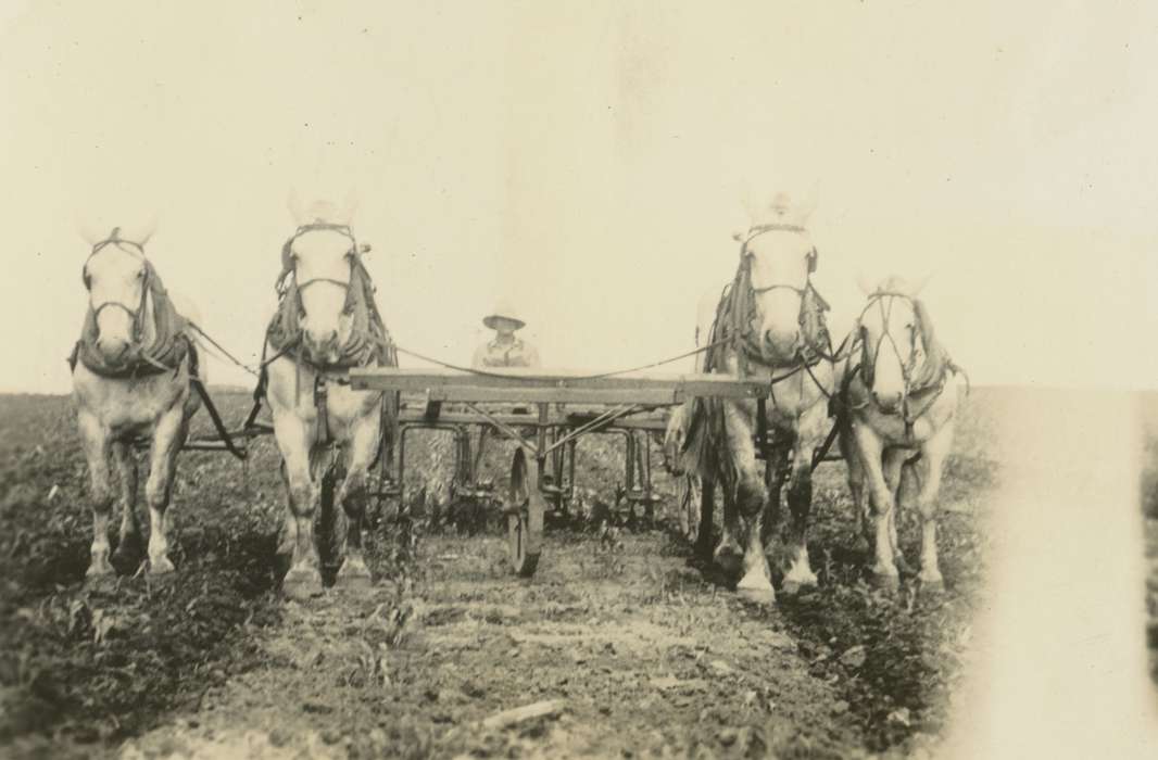 Ackley, IA, history of Iowa, hat, Farms, horse drawn, horses, Animals, Iowa, Mortenson, Jill, field, Labor and Occupations, horse, plow, Iowa History, Farming Equipment