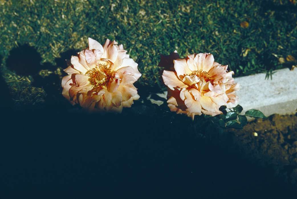 flower, Harken, Nichole, Landscapes, Travel, Iowa History, Iowa, history of Iowa