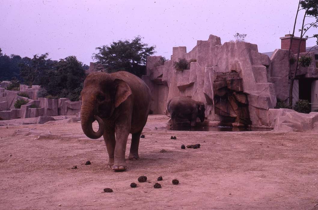 elephant, Animals, Iowa History, Iowa, Zischke, Ward, USA, zoo, history of Iowa