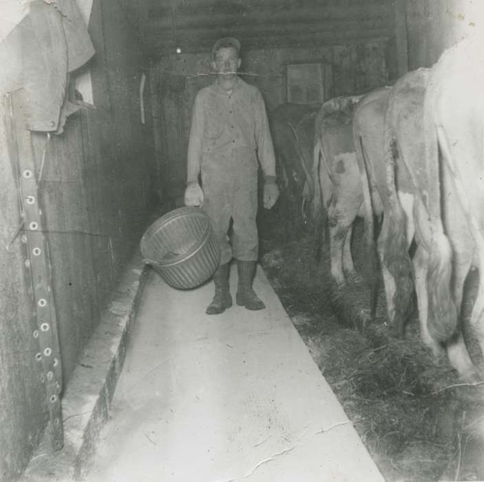 cows, Iowa, cattle, Animals, dairy, Barns, Ossian, IA, Kleppe, Leslie, Farms, history of Iowa, Iowa History, Labor and Occupations