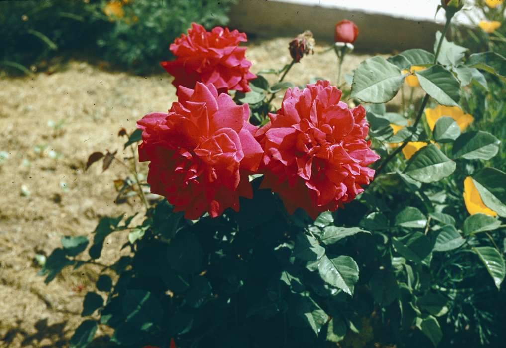 flower, Harken, Nichole, Landscapes, Travel, Iowa History, Iowa, history of Iowa