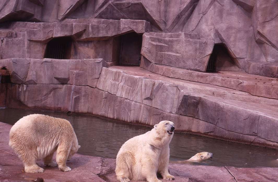 history of Iowa, Iowa History, Animals, Iowa, polar bears, Zischke, Ward, zoo, USA
