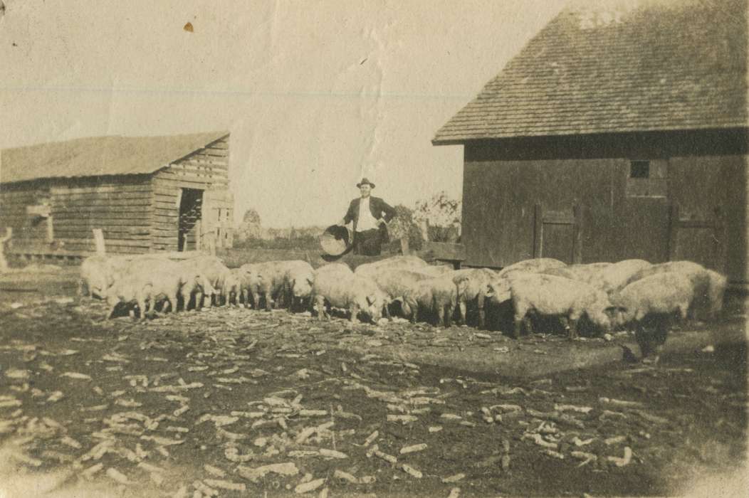 Macey, IA, pig farm, Iowa, Animals, pig, barn, farmer, Barns, Farms, history of Iowa, farm, pigs, hog, Iowa History, Mortenson, Jill