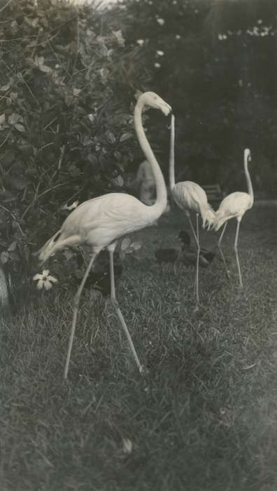 Travel, history of Iowa, Iowa History, Miami, FL, Animals, flamingo, Iowa, McMurray, Doug, Leisure, bird