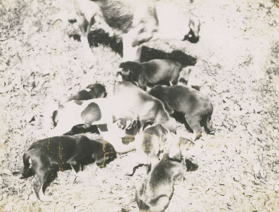 Fink-Bowman, Janna, Animals, Iowa History, IA, puppies, Iowa, history of Iowa