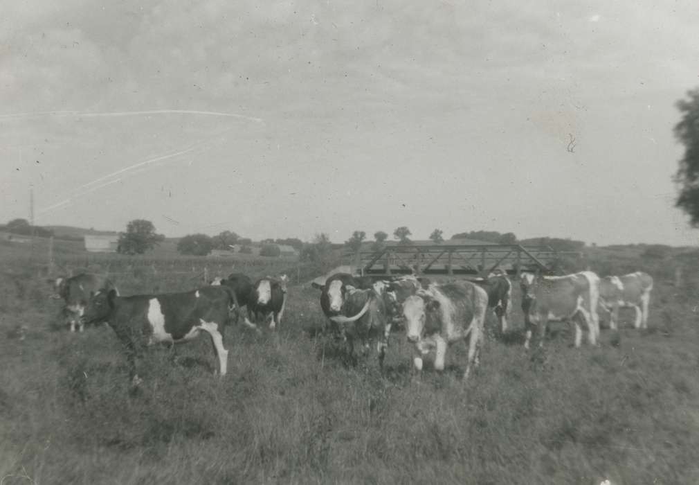 cows, Iowa, cattle, Animals, pasture, Ossian, IA, Kleppe, Leslie, bridge, Farms, history of Iowa, Iowa History