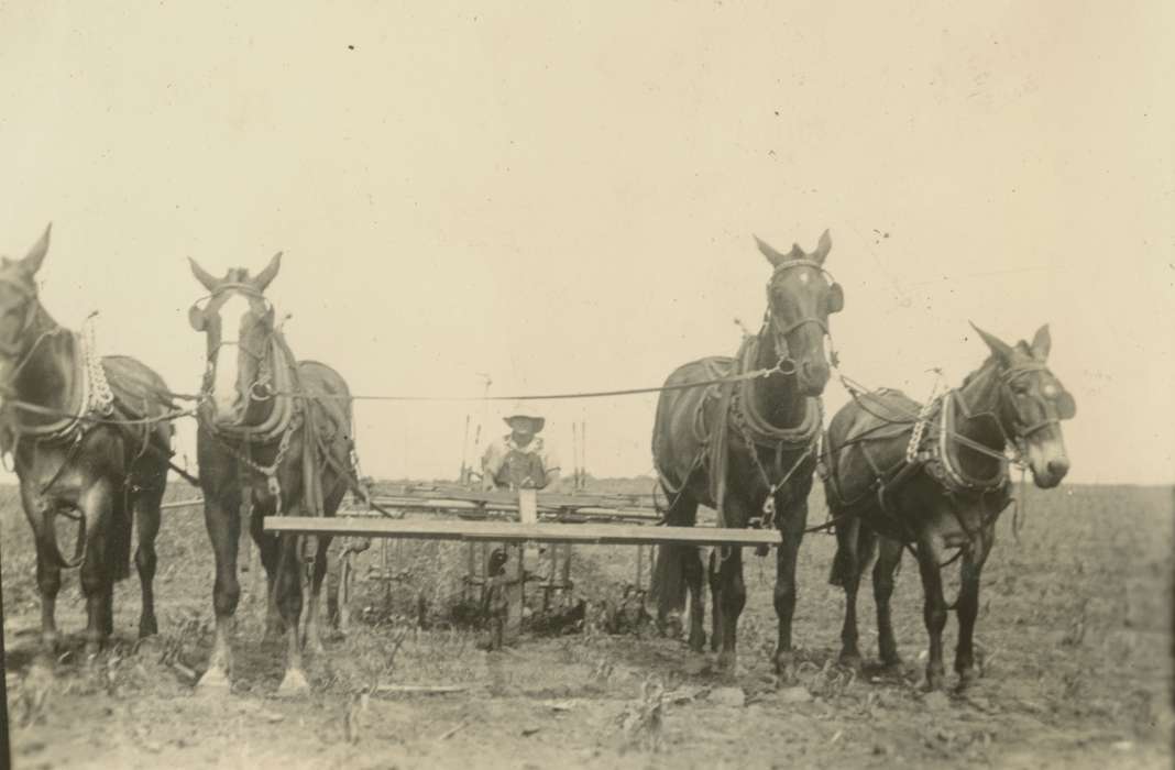 Farming Equipment, history of Iowa, Iowa History, Mortenson, Jill, Macey, IA, Animals, field, horse drawn, plow, Iowa, cultivator, Farms, horses, horse, horse collar, Labor and Occupations