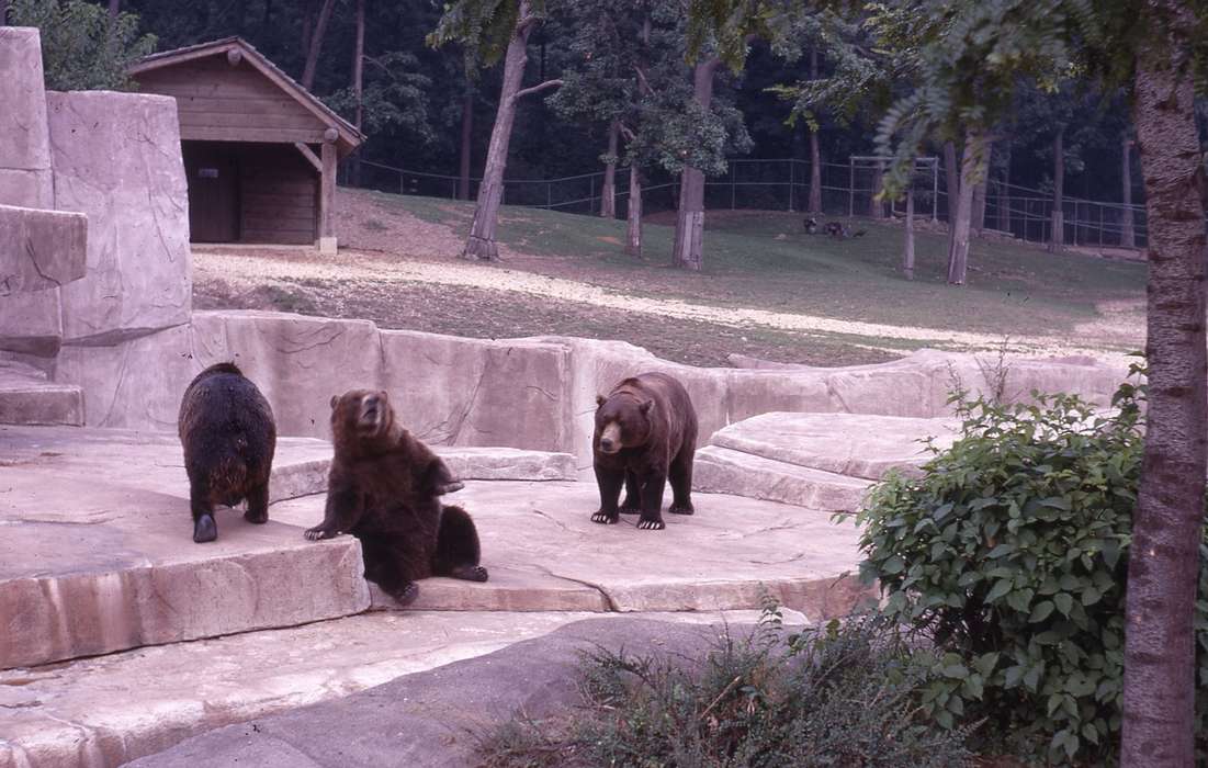 bear, history of Iowa, Iowa History, Animals, Iowa, Zischke, Ward, zoo, USA