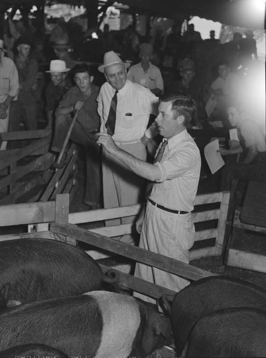 Fairs and Festivals, Library of Congress, Iowa History, Barns, Iowa, history of Iowa, Animals, hogs, pig pen, auction, Labor and Occupations