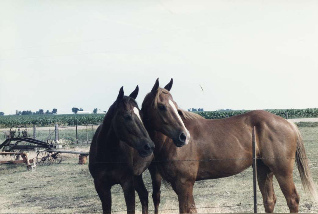 Animals, Iowa History, Lake City, IA, Iowa, horse, Farms, Heuton, Paul H., history of Iowa