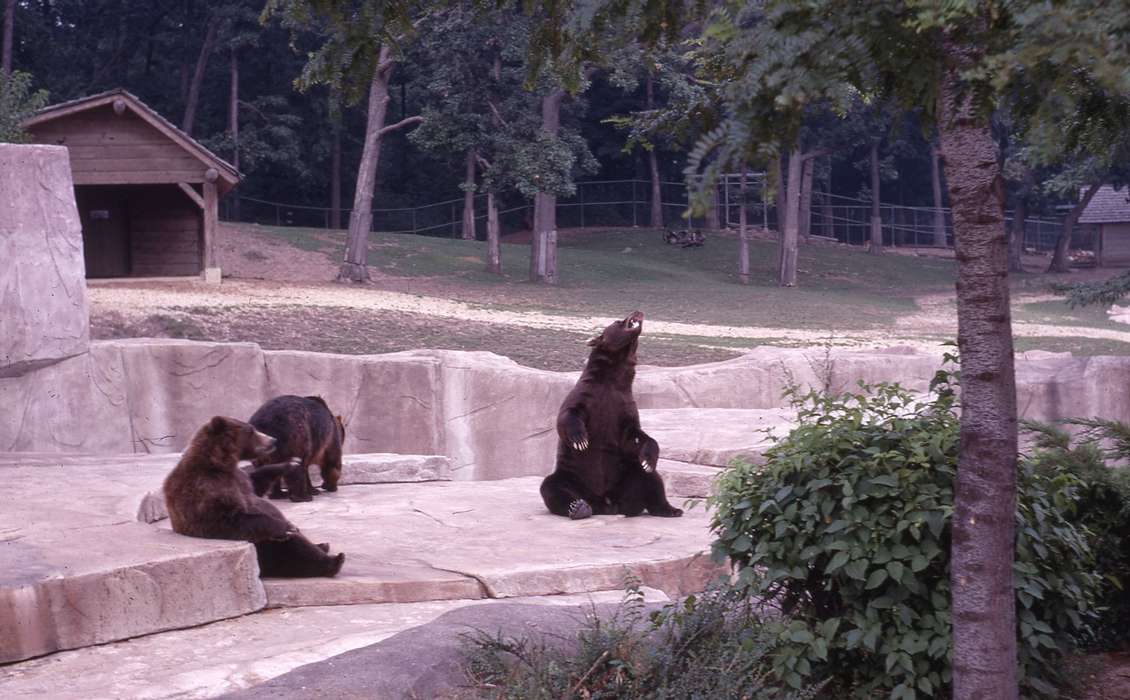 history of Iowa, Iowa, Zischke, Ward, bears, Iowa History, USA, Animals
