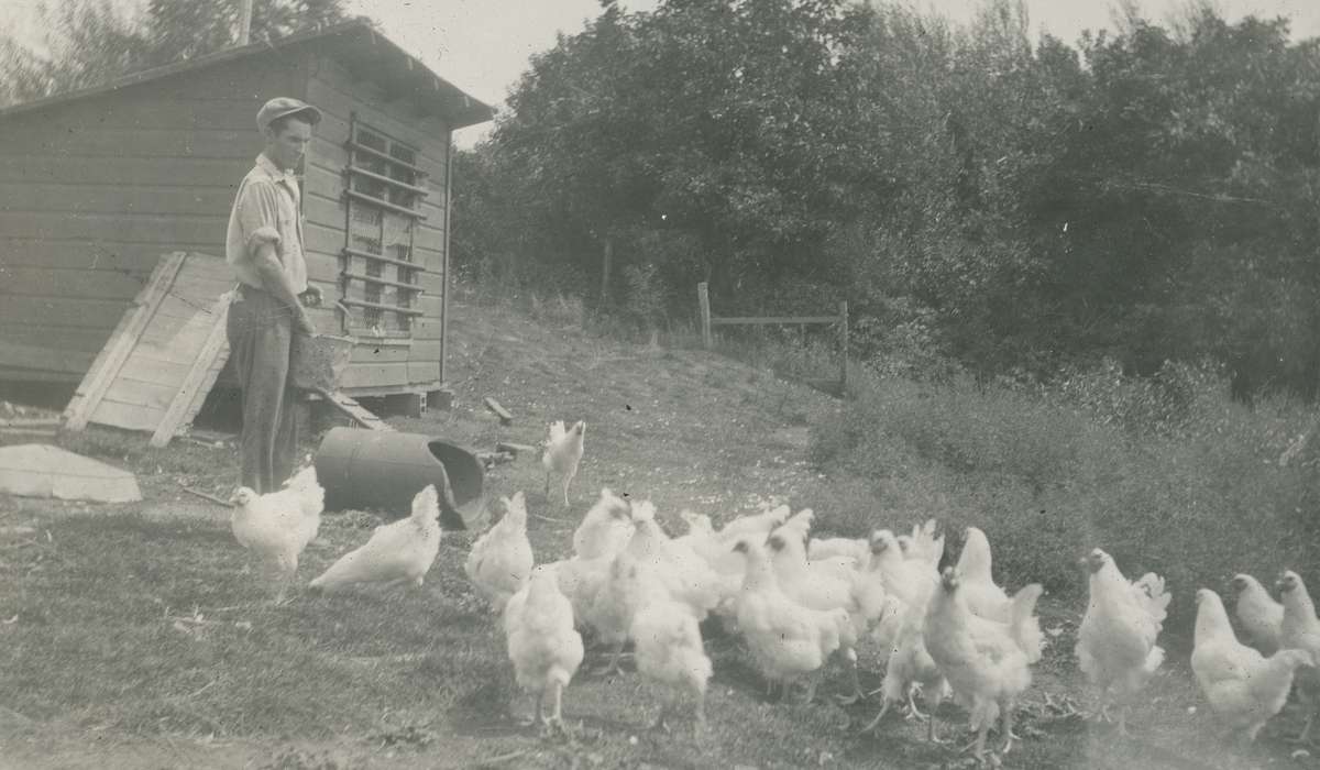history of Iowa, hatchery, chicken, Iowa History, Webster City, IA, Animals, chicken coop, Iowa, Farms, McMurray, Doug, Labor and Occupations