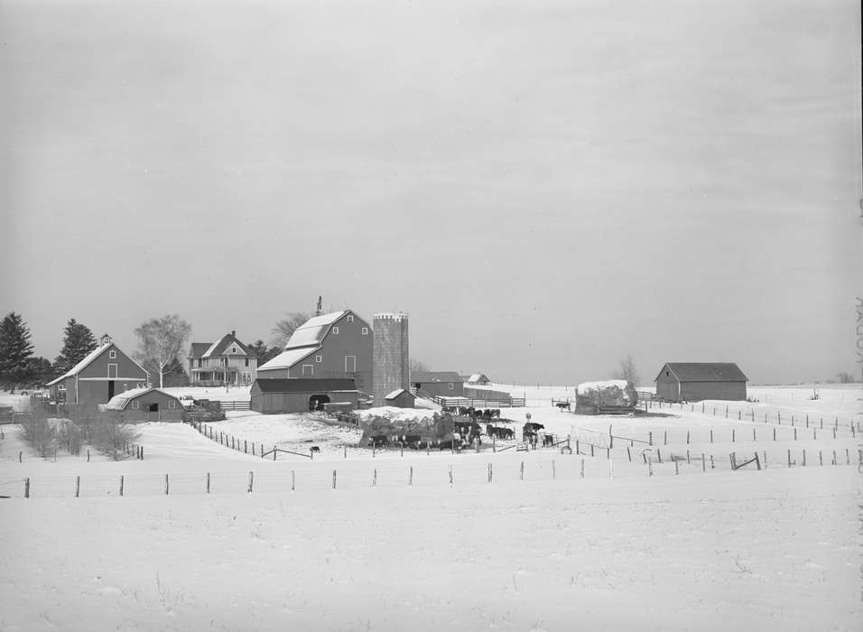 hay, homestead, Homes, Library of Congress, history of Iowa, farmhouse, barnyard, Farms, Barns, Animals, Iowa, silo, Iowa History, fence, barn, Winter