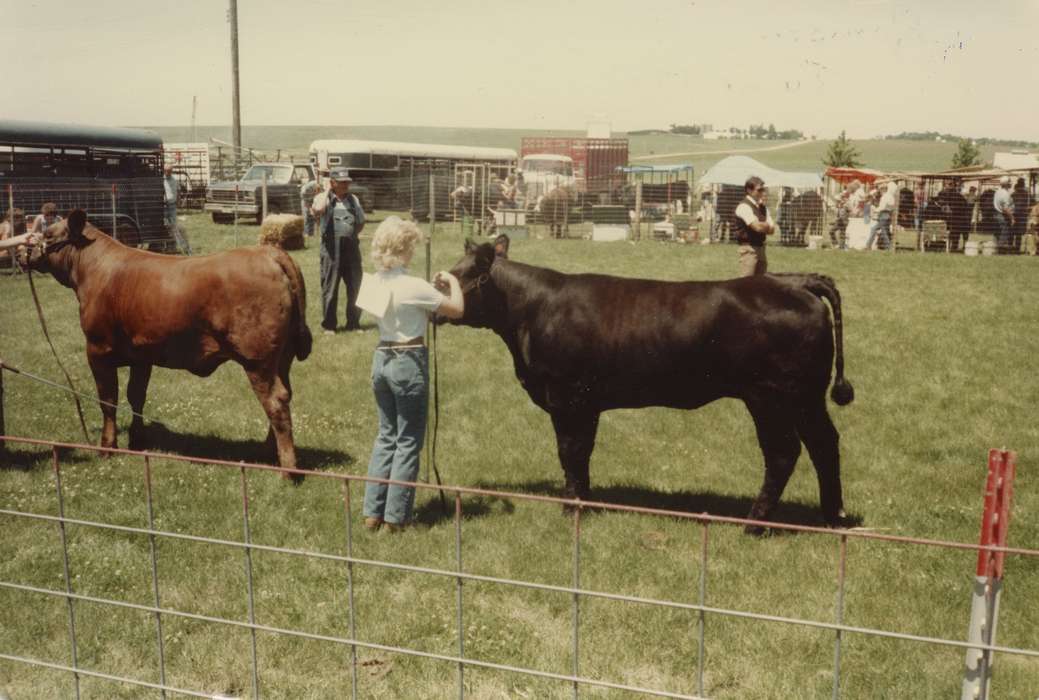 Iowa, Animals, Fairs and Festivals, Remsen, IA, Schmillen, Gloria, history of Iowa, bull, Iowa History