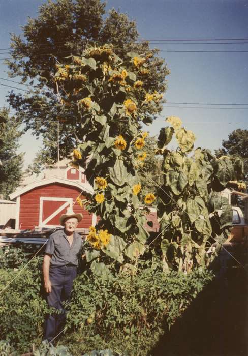 shed, Portraits - Individual, Iowa History, sunflowers, sunflower, Iowa, Mueller, Irma, Leisure, history of Iowa, Clinton, IA