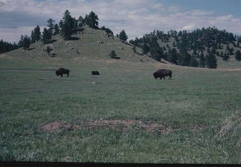 Animals, Iowa History, Iowa, Zischke, Ward, USA, bison, history of Iowa, Landscapes