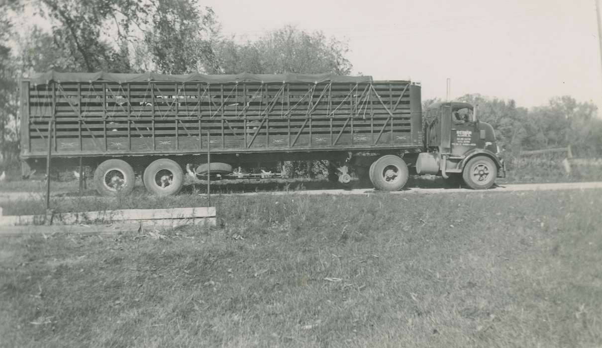 Farming Equipment, history of Iowa, Iowa History, Motorized Vehicles, truck, cattle, Parkersburg, IA, DeGroot, Kathleen, Iowa, livestock, Farms, cow, semi