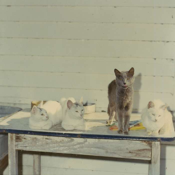 cat, history of Iowa, Iowa, IA, Iowa History, Taylor, Marcia, Animals