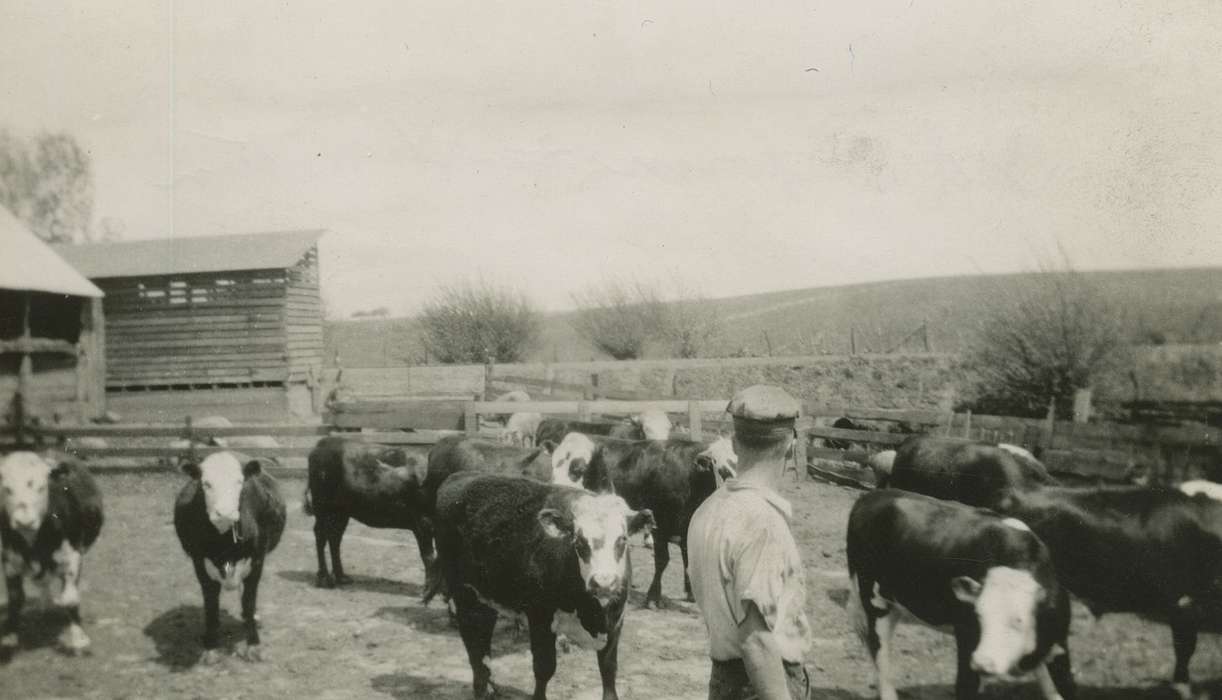 Iowa, Feddersen, Margaret, Animals, 4-h, steer, Welton, IA, Farms, history of Iowa, cow, Iowa History