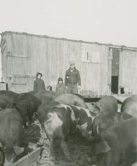 Portraits - Group, Animals, pigs, Barns, Iowa, Iowa History, Families, Spechts Ferry, IA, hogs, Fredericks, Robert, Children, history of Iowa