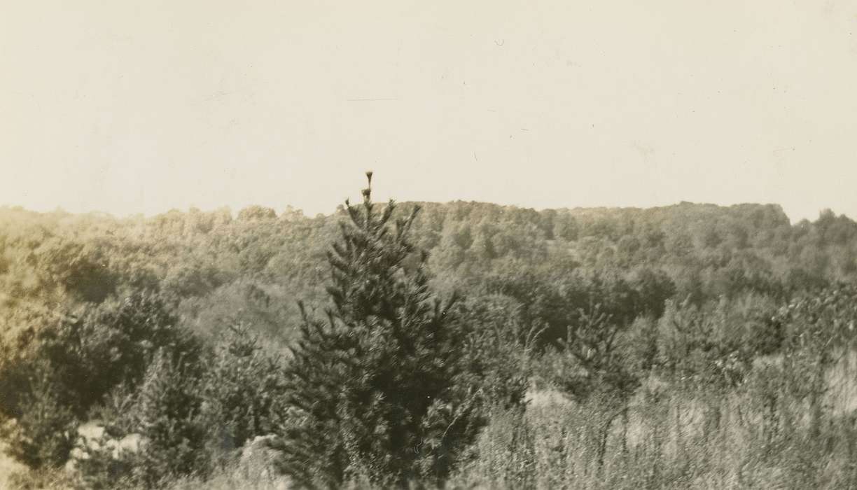 park, Iowa History, tree, Iowa, Anamosa, IA, Hatcher, Cecilia, history of Iowa, Landscapes