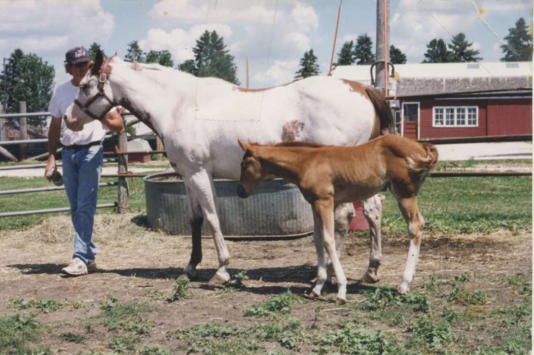 IA, Iowa, Animals, Iowa History, Leisure, Burke, Alex, horses, Farms, history of Iowa, foal