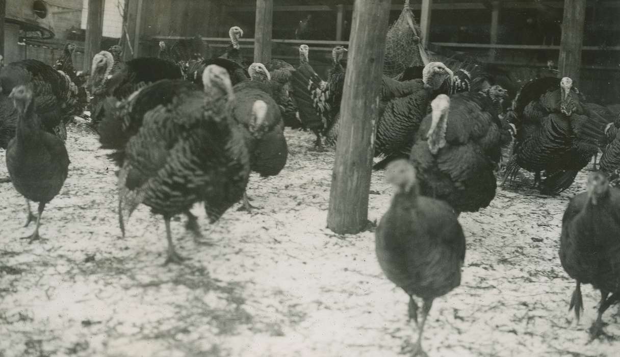 history of Iowa, Iowa History, Webster City, IA, Animals, turkeys, Iowa, Farms, McMurray, Doug
