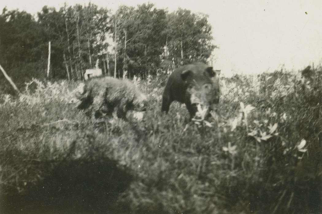 Elderkin, Don, Spring Lake, MN, Iowa History, Iowa, field, history of Iowa, Animals, flower, hog