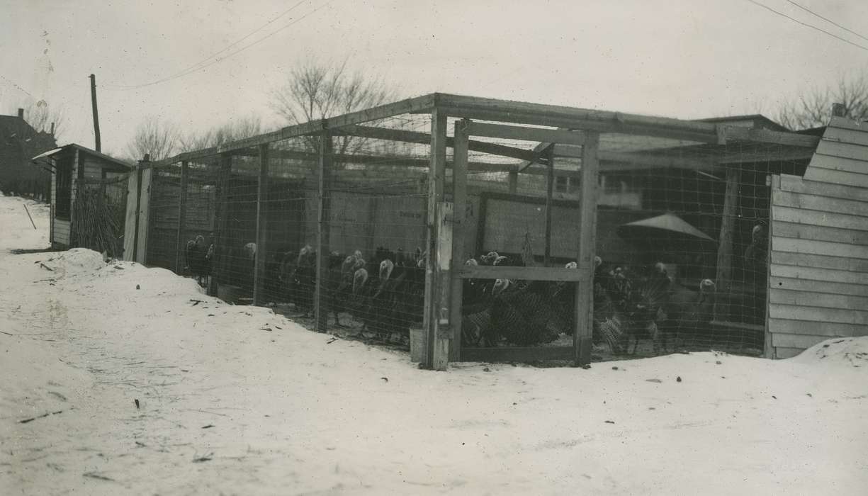history of Iowa, Iowa History, Webster City, IA, Animals, turkeys, Iowa, Farms, McMurray, Doug