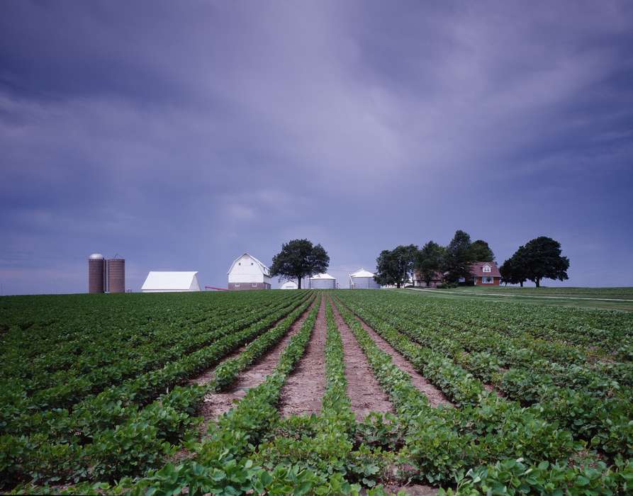 history of Iowa, Iowa History, produce, Library of Congress, Barns, field, rows, crops, Iowa, Landscapes, Farms