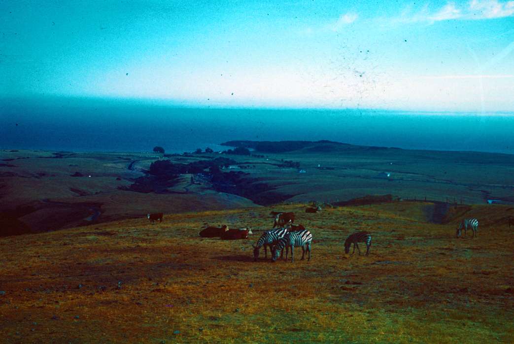 Harken, Nichole, Iowa History, Iowa, history of Iowa, Animals, zebra, Landscapes, Travel