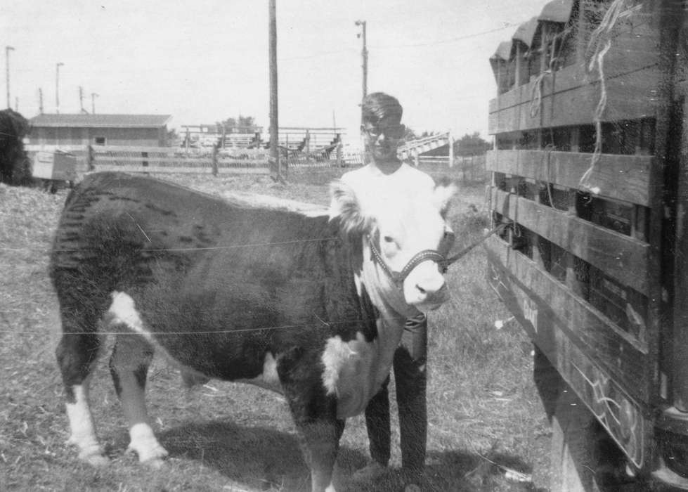 Iowa, cattle, Animals, Fairs and Festivals, hereford, Portraits - Individual, Schrodt, Evelyn, history of Iowa, bull, Iowa History, Osceola, IA