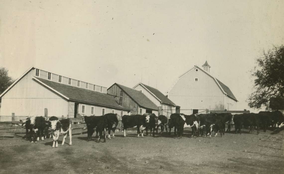 Macey, IA, cattle, cow, history of Iowa, Mortenson, Jill, Farms, Barns, Animals, Iowa, Iowa History