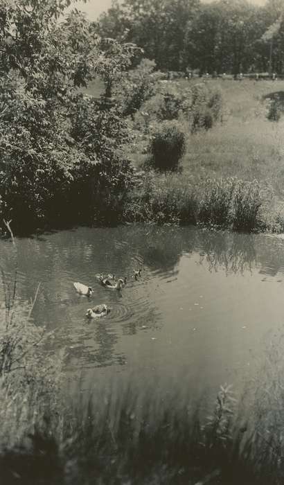 history of Iowa, Iowa History, creek, Webster City, IA, Animals, Lakes, Rivers, and Streams, Iowa, McMurray, Doug, ducks