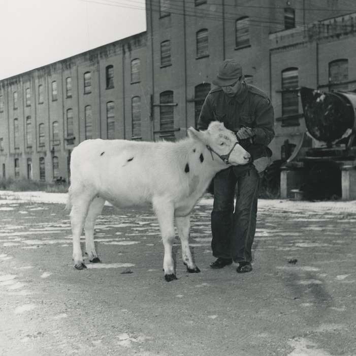 history of Iowa, man, Waverly Public Library, snow, Waverly, IA, animal, Iowa, cow, farmer, Iowa History, Animals