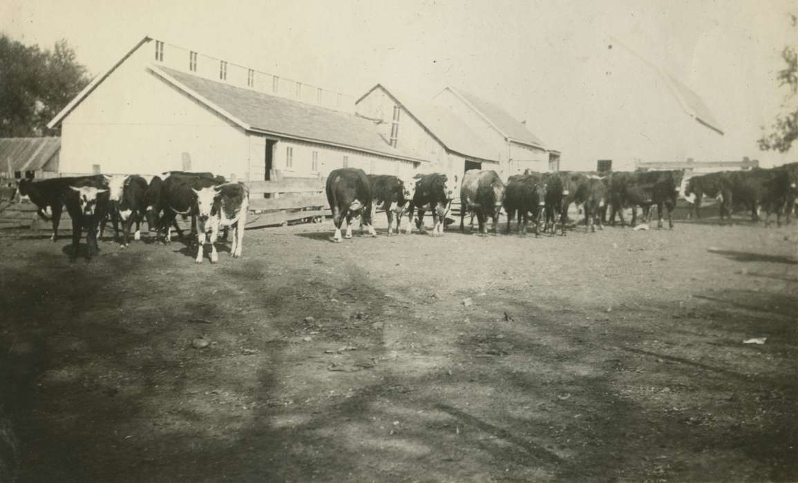 cows, Macey, IA, Iowa, cattle, Animals, Barns, Farms, history of Iowa, Iowa History, Mortenson, Jill