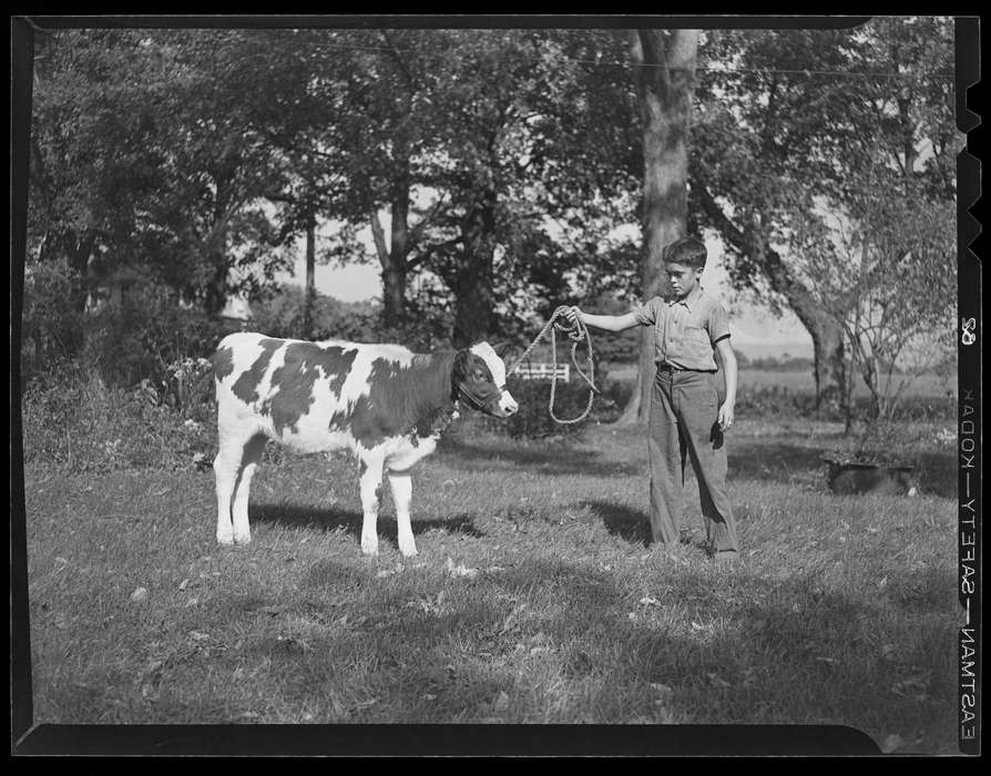 history of Iowa, Storrs, CT, Iowa History, cow, Archives & Special Collections, University of Connecticut Library, Iowa