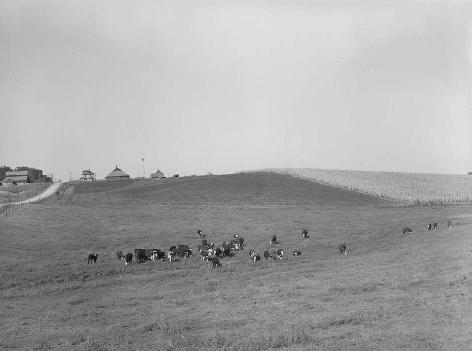 cows, Homes, history of Iowa, gravel road, Iowa History, Library of Congress, Animals, pasture, hills, scenic, Iowa, Landscapes, Farms, cornfield, grazing