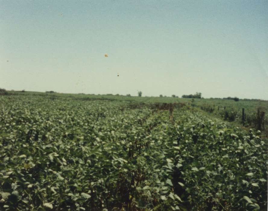 history of Iowa, Iowa History, soybeans, field, Adam, Andrew, Iowa, Farms, Richland, IA