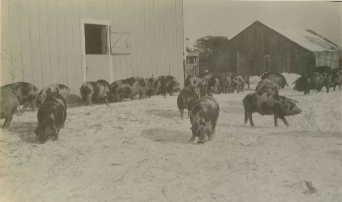 history of Iowa, Iowa History, Mortenson, Jill, Macey, IA, pigs, Barns, Animals, pig, hog, Iowa, Farms