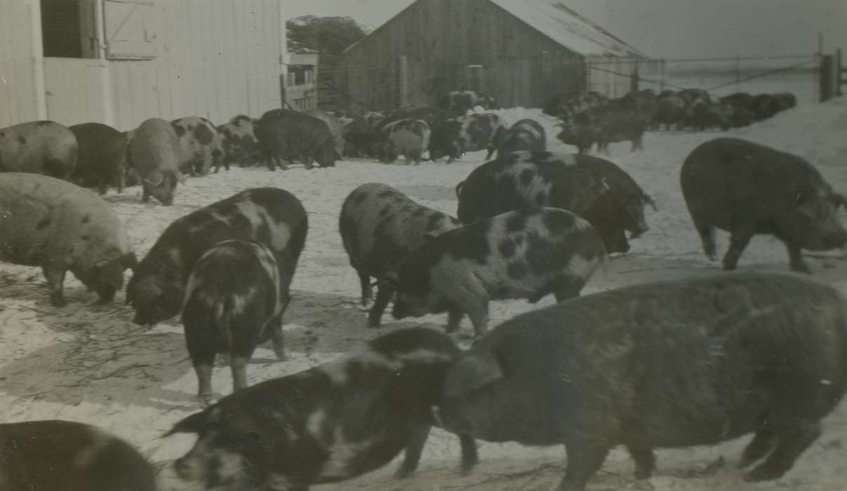 history of Iowa, Iowa History, Mortenson, Jill, Macey, IA, pigs, Barns, Animals, pig, hog, Iowa