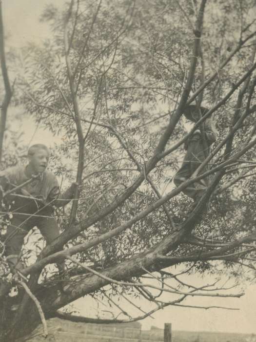 Iowa History, tree, Iowa, Rural Hubbard, IA, branches, Farms, Cook, Mavis, Children, history of Iowa