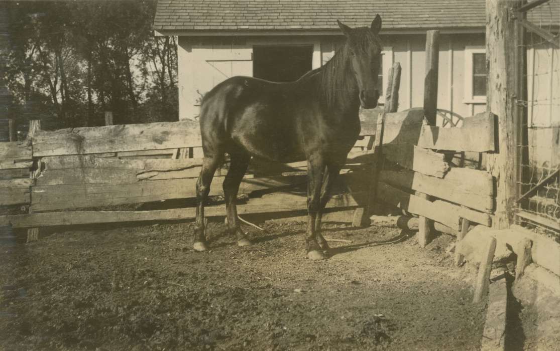 Macey, IA, Iowa, Animals, horse, Barns, Farms, history of Iowa, paddock, Iowa History, Mortenson, Jill