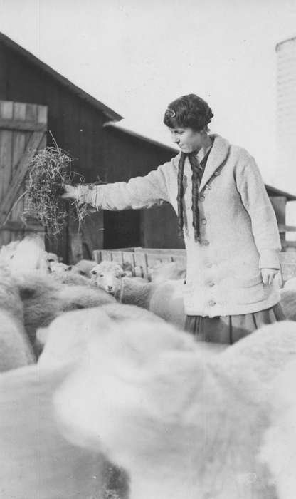 Iowa History, farm, sheep, Iowa, history of Iowa, Burlington, IA, Animals, Busse, Victor