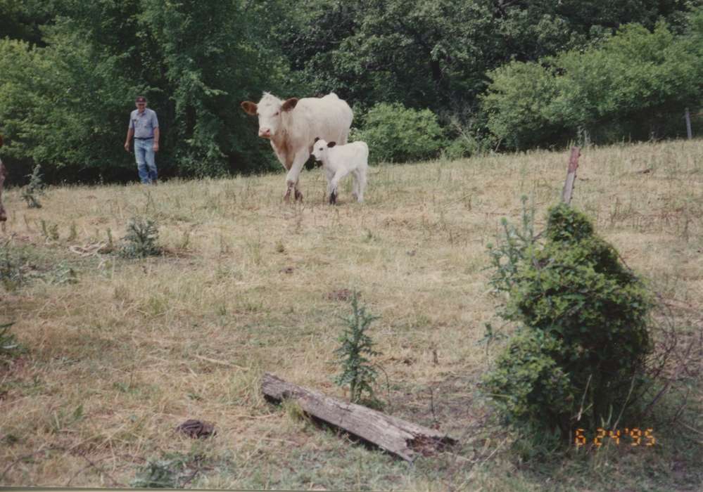 cows, Iowa, calf, Animals, Tackett, Lyn, Glidden, IA, Farms, woods, history of Iowa, Iowa History