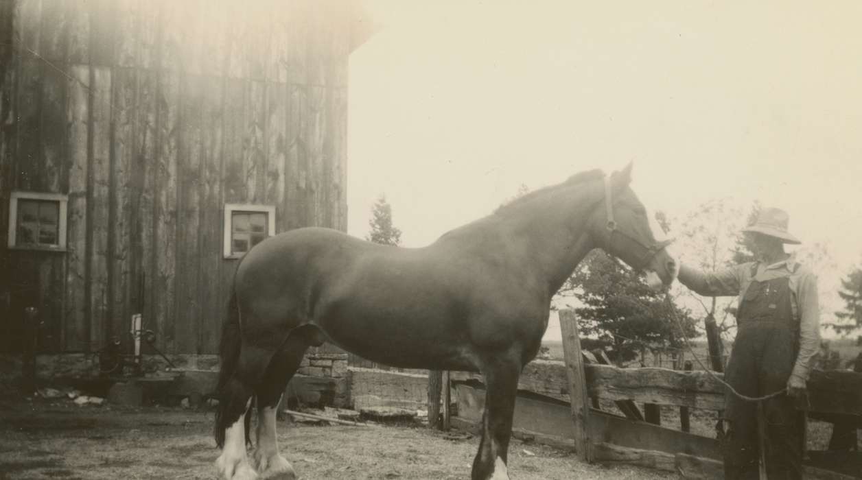 history of Iowa, Iowa History, Barns, Animals, Iowa, Farms, Yezek, Jody, horse, USA