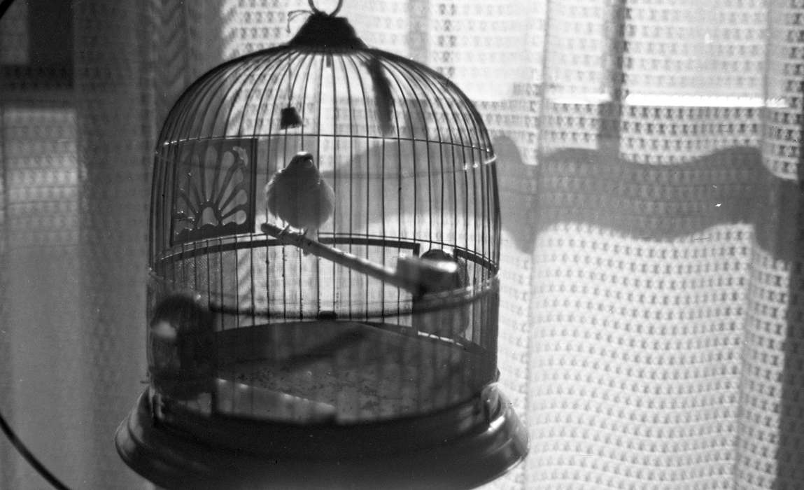 Cedar Falls, IA, history of Iowa, Iowa History, bird, uni, iowa state teachers college, Animals, UNI Special Collections & University Archives, Iowa, Schools and Education, university of northern iowa, bird cage